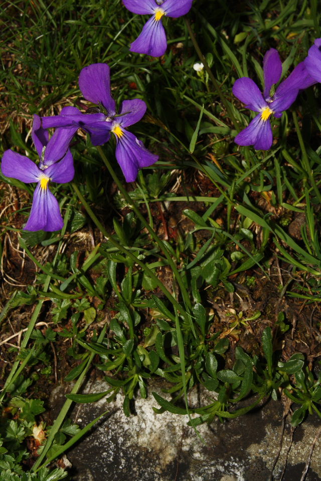 Viole gruppo calcarata da det.-4